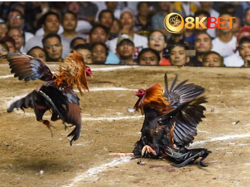 Hàng ngàn trận Đá Gà Trực Tuyến tại 8KBET Hàng ngàn trận Đá Gà Trực Tuyến tại 8KBET